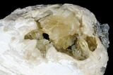 Fossil Clam With Fluorescent Calcite Crystals - Ruck's Pit, FL #175654-2